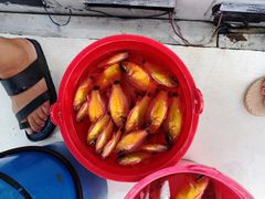 -小猫钓鱼海钓俱乐部(椰梦长廊店)