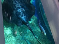 -暹罗海洋世界