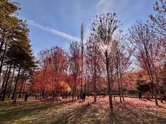 -黑龙江省森林植物园