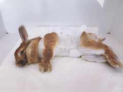 -北京观赏动物医院·24小时大型综合·猫专科·异宠专科