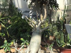 -国家植物园南园