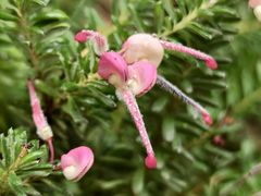 -墨尔本皇家植物园
