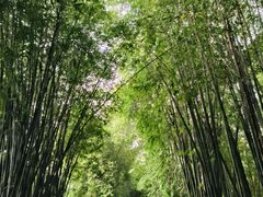 -望江楼公园