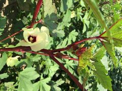 iphone_upload_pic-春日农场