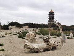 -金塔沙漠胡杨林景区