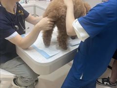 -御宝贝24h宠物医院·转诊中心·CT核磁血透中心(厦门总院)