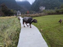 -靖西鹅泉风景区