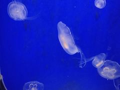 -暹罗海洋世界