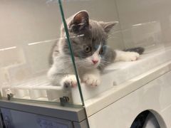 -lincat·猫舍(广州店)