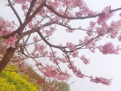 -古柏渡飞黄旅游区