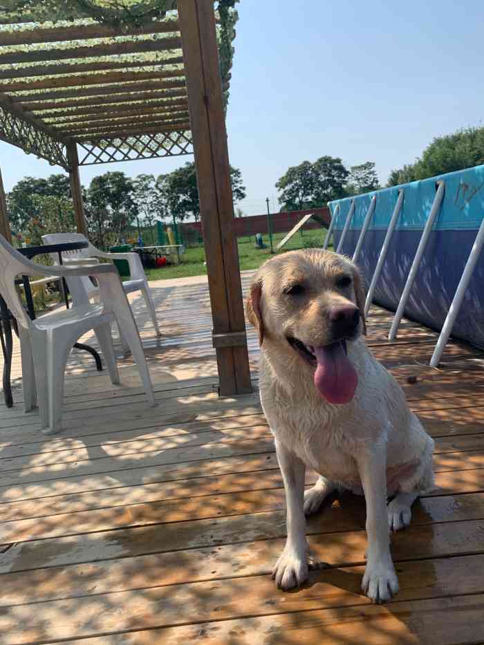 汪星宠物度假村-"【项目】洗澡 | 游泳在北务镇地理位置.