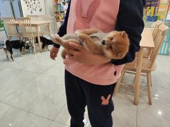 -柴犬小屋·柴餐厅·狗咖食堂(金鼎广场店)