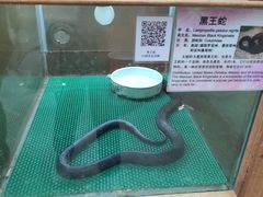 -上海大自然野生昆虫馆(东方明珠·爬宠昆虫探索中心)