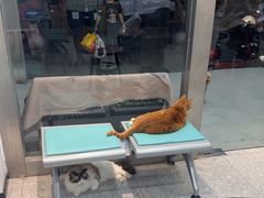 -四月宠物医院·猫专科·心脏专科·内科(转塘店)