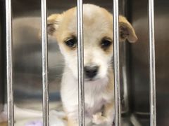 -瑞派·关忠动物医院·异宠专科·犬猫肿瘤·皮肤专科(望京店)