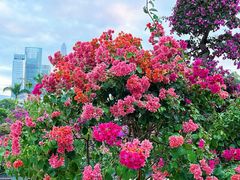 -莲花山公园