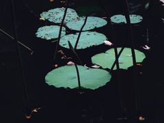 -燕晗山郊野公园