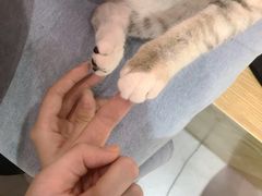 -Heymao猫咖.咖啡厅(东门店)