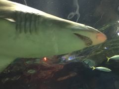-悉尼海洋生物水族馆