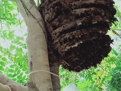 -呀路古热带植物园