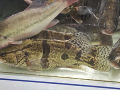-盒马鲜生(联投广场店)