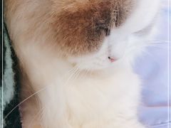 -喵喵咪呀布偶猫咖(春熙路店)
