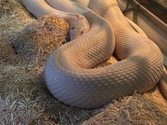 -酷以爬仙阁实体爬宠店·守宫·蜥蜴·专业繁育