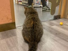 -BABIT巴比特宠物(MOMOPARK店)