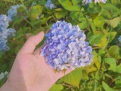 -大塘金香草谷