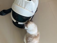 -全心全意连锁动物医院·微创中心·内科急重症·心脏专科(丰管路店)