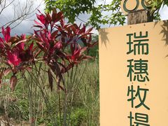 -瑞穗牧场