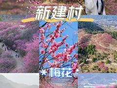 -新建村梅花