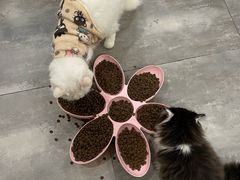 -楼上猫咖(罗湖店)