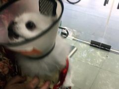 -申普宠物医院·眼科·心内科·影像科(普陀分院)