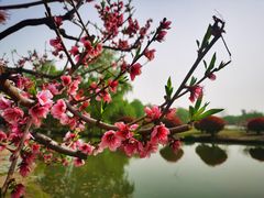 -西安浐灞国家湿地公园