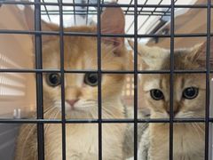 -瑞派康怡24h宠物医院·犬猫医疗中心·微创绝育(瑞景分院)