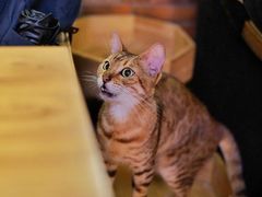 -more than meow吴止猫主题餐厅(承德 中船汇店)