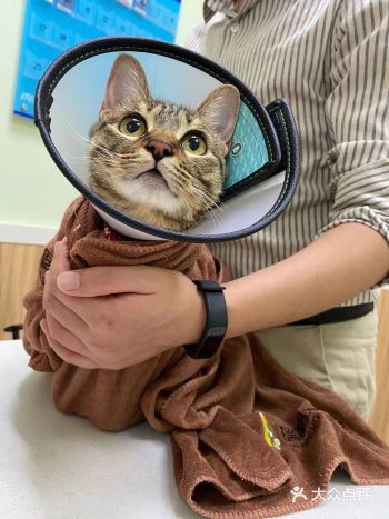 嘻嘻喵喵还是要定期检查的哦