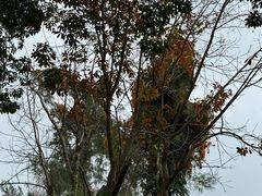 -海南热带野生动植物园