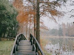 -东湖落雁景区