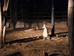 -清迈夜间动物园