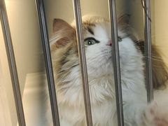 -十月米努特矮脚猫舍