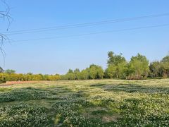 -白鹭湾湿地公园