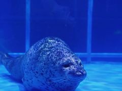 -海合安武汉极地海洋公园