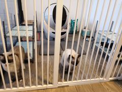 主角-有猫主题·治愈系猫咖(曾厝垵店)