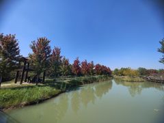 -泗洪洪泽湖湿地景区