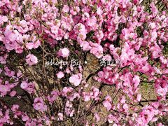 -丁香湖公园