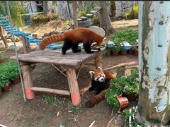 -灵玲国际马戏城