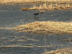 -野鸭湖国家湿地公园