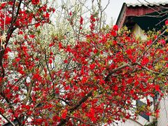 -桃源山庄·水蜜桃采摘·柴火鸡·烧烤团建(龙泉山店)